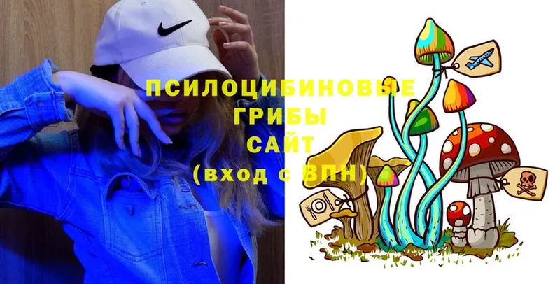 Псилоцибиновые грибы Psilocybine cubensis  Гаврилов Посад 